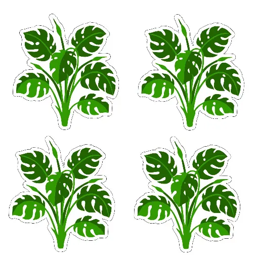 Stickers plante tropical Monstera